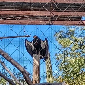 Closeup of California Condor