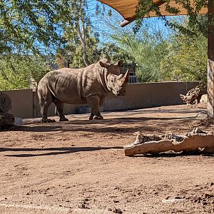 White Rhino in main habitat
