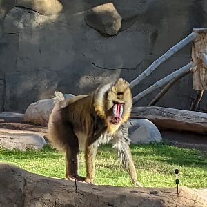 Male mandrill