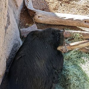 Andean bear sleeping