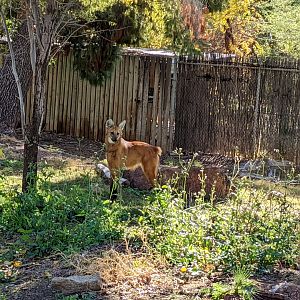 Maned Wolf
