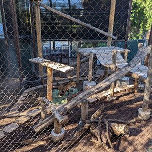 Jaguar in its enclosure