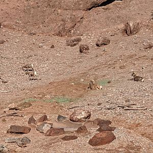 Desert Bighorn sheep