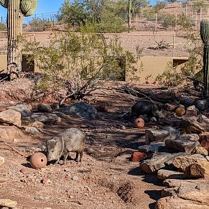 Collard Peccary/Javelina