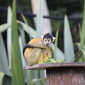 Bolivian Squirrel Monkey