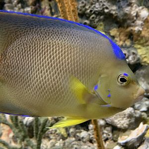 Bermuda Blue Angelfish (Holacanthus bermudensis)