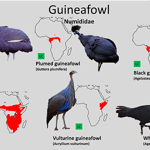 Guineafowl distribution maps