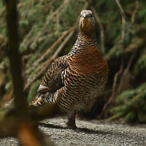 Western Capercaillie (Tetrao urogallus)