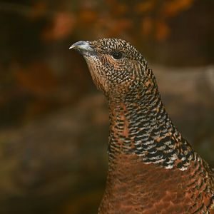 Western Capercaillie (Tetrao urogallus)