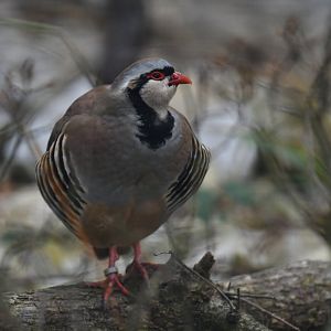 Alpine rock partridge (Alectoris graeca saxatilis)