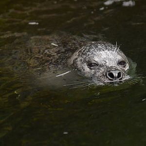 Eastern Atlantic harbour seal (Phoca vitulina vitulina)