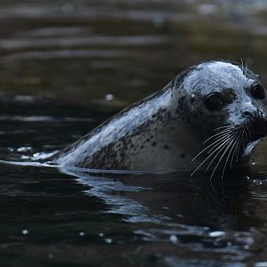 Eastern Atlantic harbour seal (Phoca vitulina vitulina)