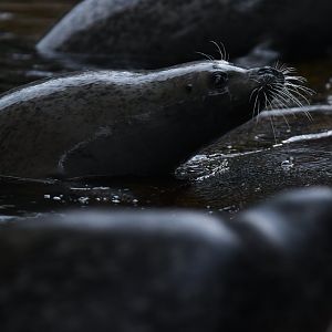 Eastern Atlantic harbour seal (Phoca vitulina vitulina)