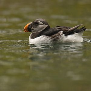 Atlantic puffin (Fratercula arctica)