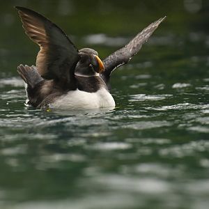 Atlantic puffin (Fratercula arctica)