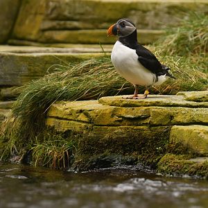 Atlantic puffin (Fratercula arctica)