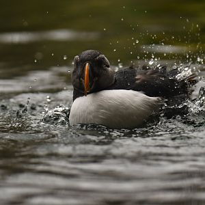 Atlantic puffin (Fratercula arctica)