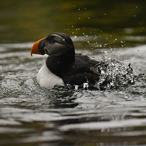 Atlantic puffin (Fratercula arctica)