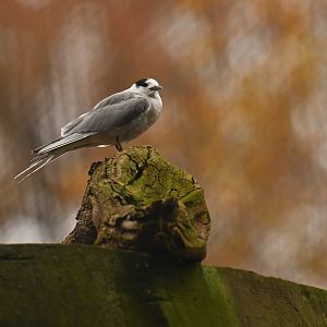 Arctic stern (Sterna paradisaea)