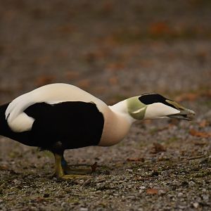 Common Eider (Somateria mollissima)