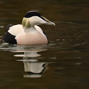 Common Eider (Somateria mollissima)