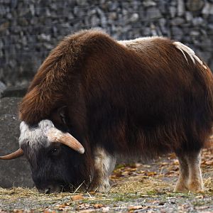 Muskox (Ovibos moschatus)