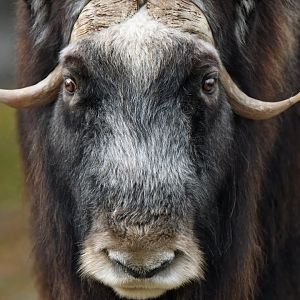 Muskox (Ovibos moschatus)