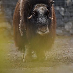 Muskox (Ovibos moschatus)