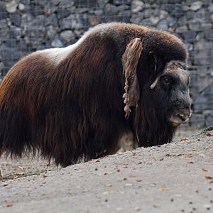 Muskox (Ovibos moschatus)