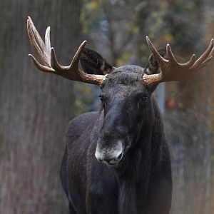 Eurasian elk (Alces alces alces)