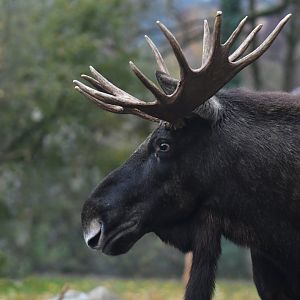 Eurasian elk (Alces alces alces)