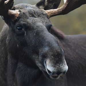 Eurasian elk (Alces alces alces)