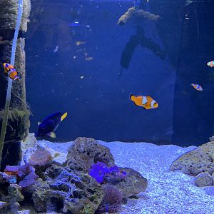 Clownfish Tank