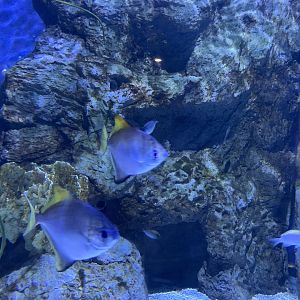 Silver Mono (Monodactylus argenteus)