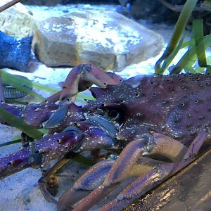 Southern Rock Lobster