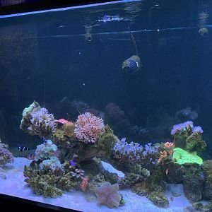 Small Reef Tank
