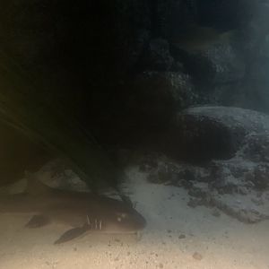 Shark Pier Tank
