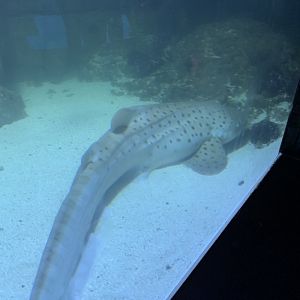 Zebra Shark (Stegostoma fasciatum)
