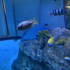 Humphead Maori Wrasse