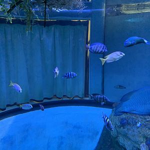 Barrier Reef Wonders Tank