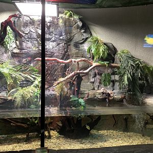 Green Anaconda Exhibit