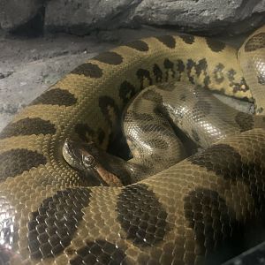 Green Anaconda