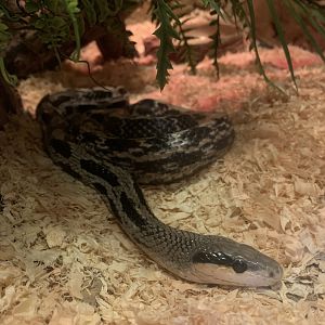 Taiwanese Beauty Snake