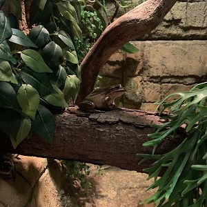 Green and Golden Bell Frog