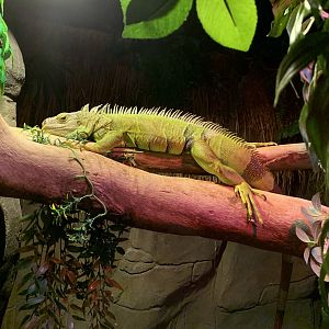 Green Iguana