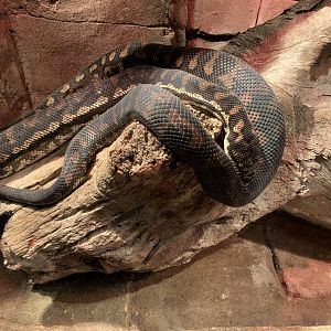 Coastal Carpet Python