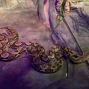 Reticulated Python