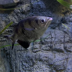 Banded Archerfish