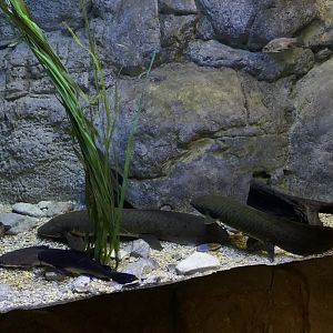 Australian Lungfish Tank