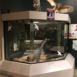 Southern Three-banded Armadillo Exhibit